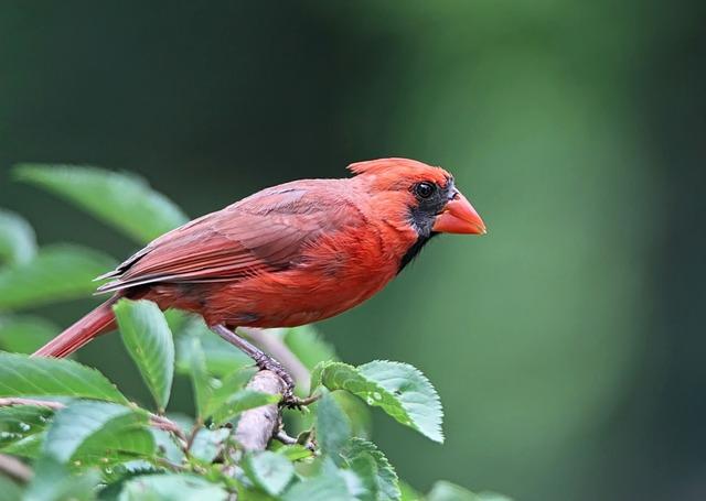 Cardinal: Detektívka, ktorá vás nenechá vydýchnuť