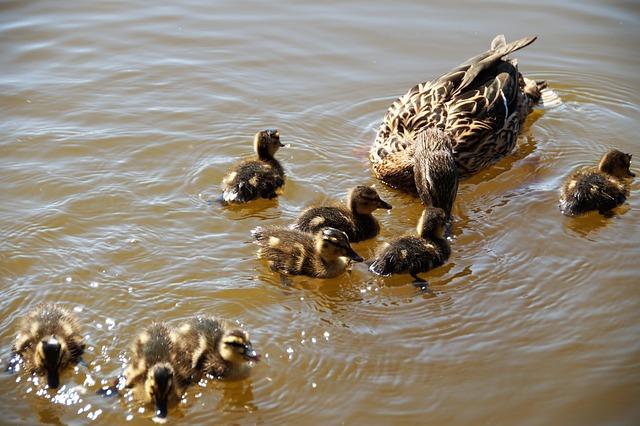 Taková normální rodinka: Česká rodinka opäť spolu