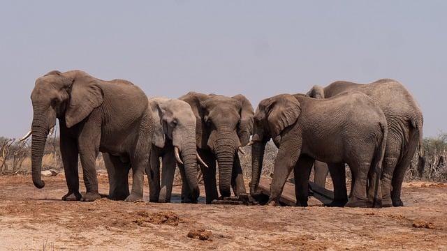 Safari: Herecké hviezdy v divokej africkej dobrodružstve