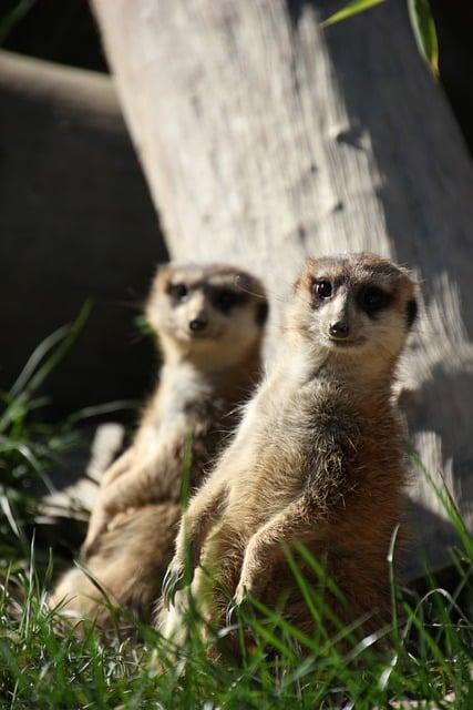 Hodíme sa k sebe, miláčik: Komediálne duo, ktoré rozosmialo