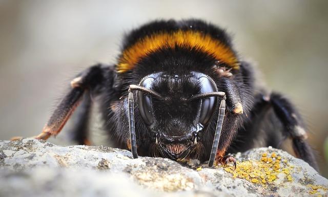 Bumblebee: Transformers sa vracajú s novými tvárami