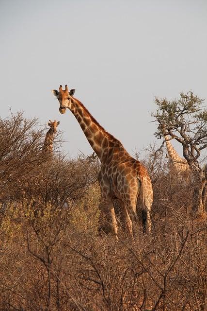 Safari: Herecké hviezdy v divokej africkej dobrodružstve