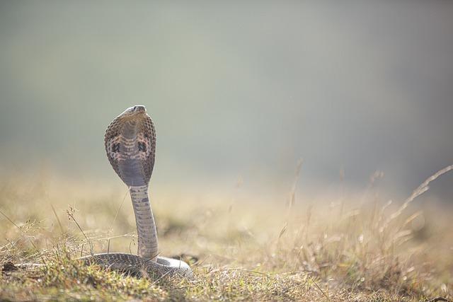 Cobra 11: Nemecký akčný seriál s adrenalínovými scénami