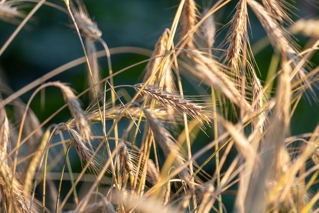 Kouzelník Žito: Magická rozprávka, ktorá očarí celú rodinu