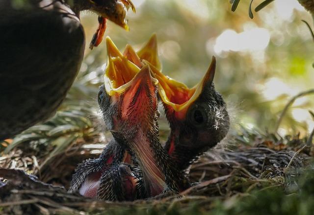 Hunger Games: Dystopická sága pokračuje - Nové tváre