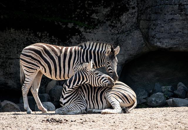 V ZOO: Herecké hviezdy v obľúbenom českom seriáli