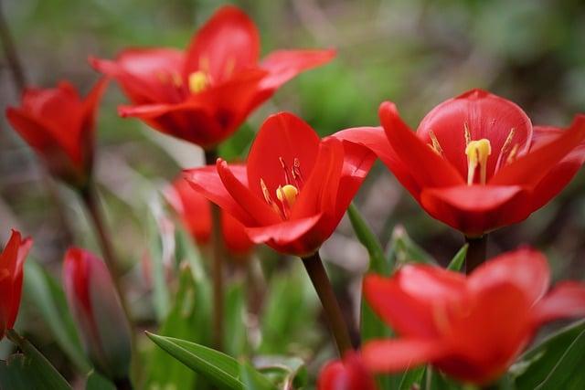 Čierny tulipán: Hviezdne obsadenie historického filmu