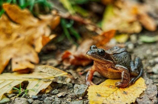 Jak se krotí krokodýli: Rodinná komédia s hviezdnym obsadením