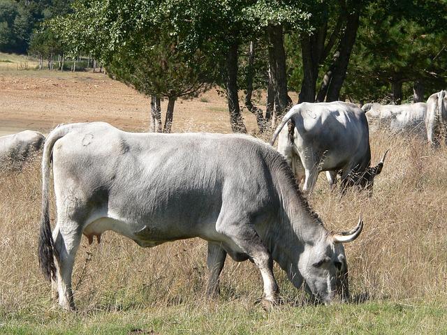 Sila: Herci tureckej telenovely, ktorí očarili Slovensko