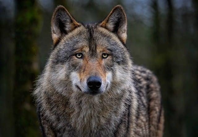 Teen Wolf: Vlkolačí tínedžeri - herci po premene