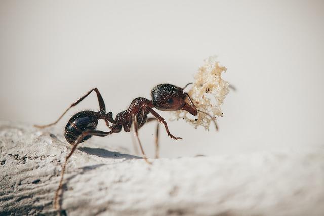 Ant-Man: Herci, ktorí sa zmenšili v marvelovke