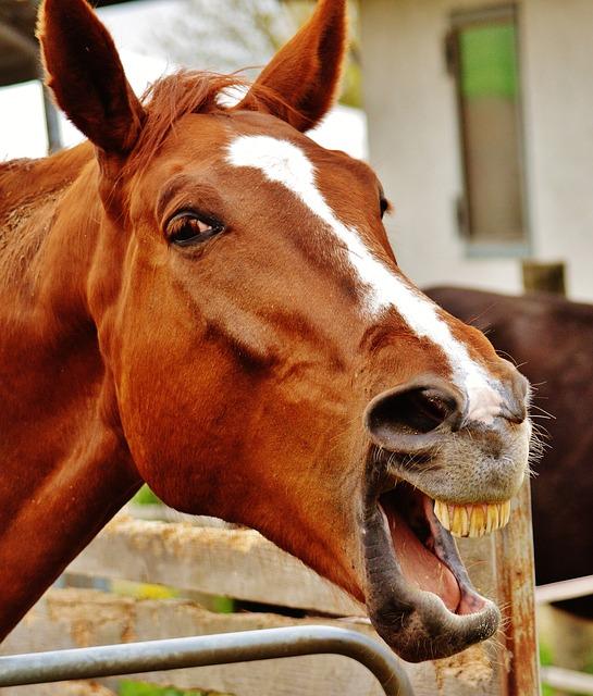 4. Humor a životné príbehy ako stĺpce úspechu Goldbergovcov