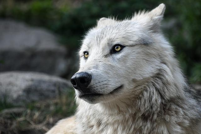 Teen Wolf: Vlkolačí tínedžeri - Herecké obsadenie a jeho vplyv na popularitu seriálu