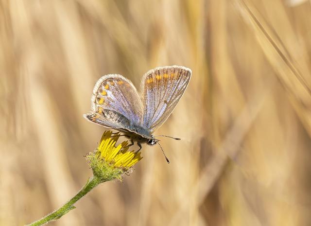 Ochraňujeme biodiverzitu: Dôležitosť udržateľných programov v zoo pre zachovanie ohrozených druhov