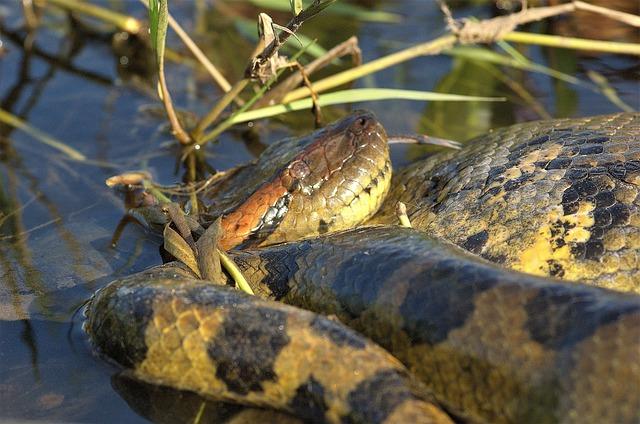 Anakonda: Herci, ktorí prežili hororovú džungľu