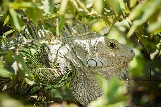 Nebezpečná fauna: Predstavujeme top smrtiaceho zvieracieho sveta