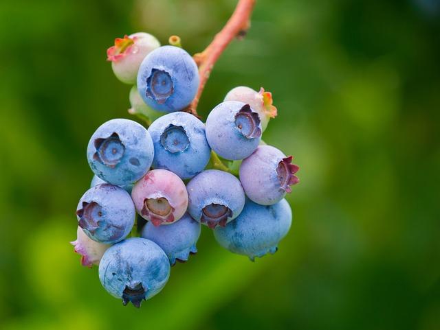 Fruit: Surrealistický film, ktorý musíte vidieť